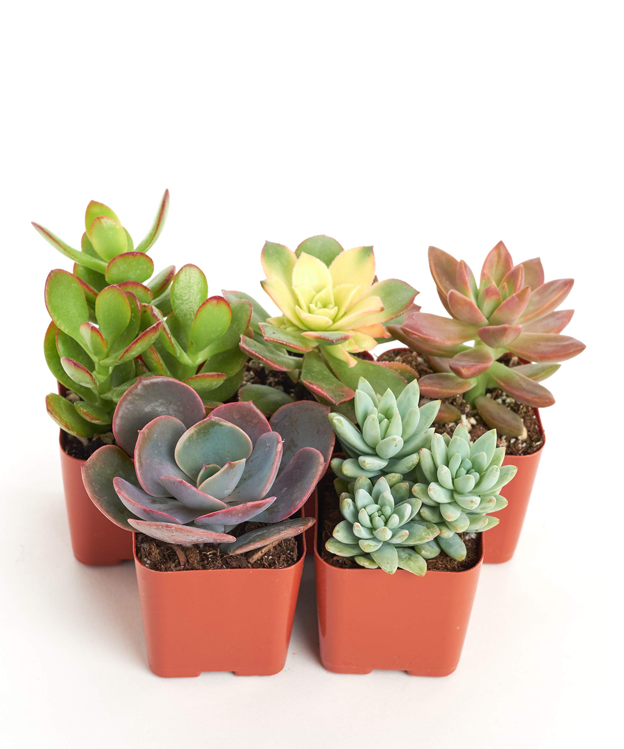 Amazon.com: Shop Succulents | 各種多肉植物系列,2 英吋(約5.08